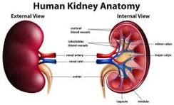 Kidneys and kidney health